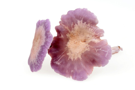 Wild mushrooms on a white background の写真素材