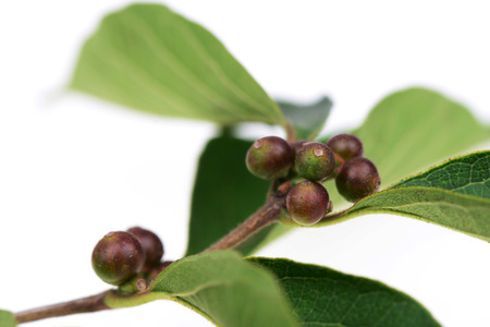 Growing plants on a white background 
の写真素材