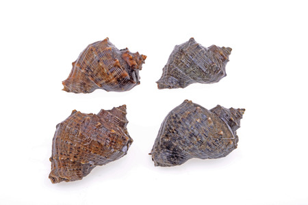 A few conch is put on a white background 