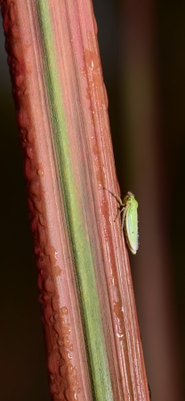 Leafhoppers crawling on the leaves の写真素材