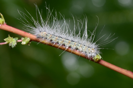 The caterpillar crawling on the stem 
の写真素材