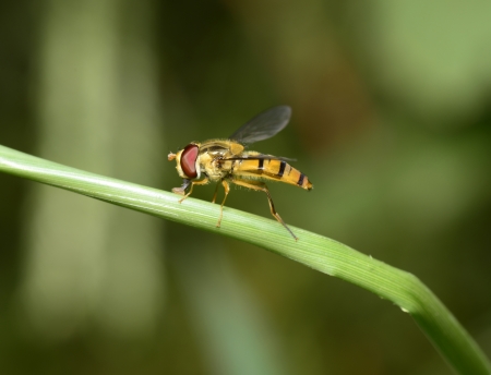 Food aphid fly to stay on the grass shoots 