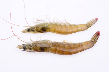 Two shrimp on a white background 
の写真素材