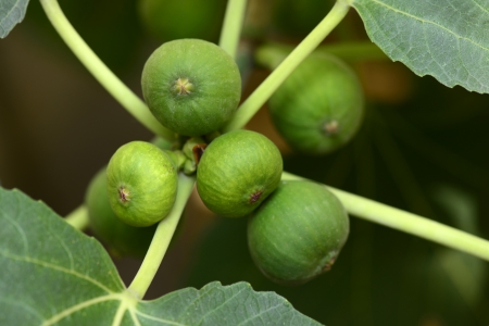 Growing a FIG 