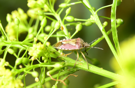 A bugs like crawling close-up on green plants