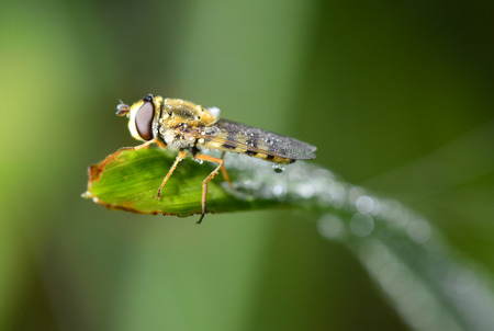 A food aphid fly stop on the green leaves close-up