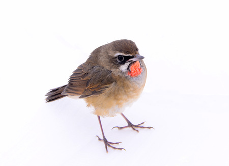 A bird isolated on a white background