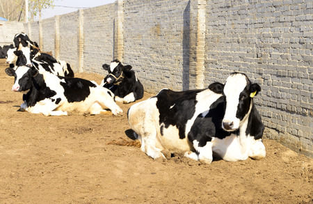 cows lying on the farmのeditorial素材