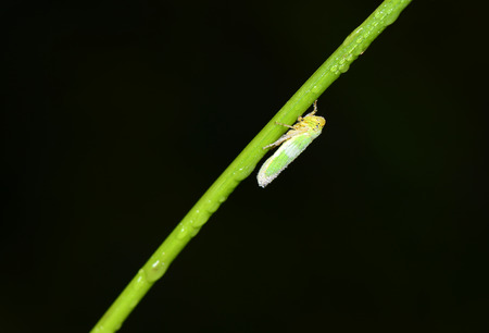 A leaf cicadas crawling on the grass shoots close-up