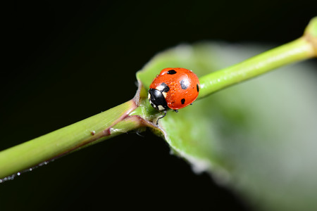 A ladybug crawling on the grass shoots close-up