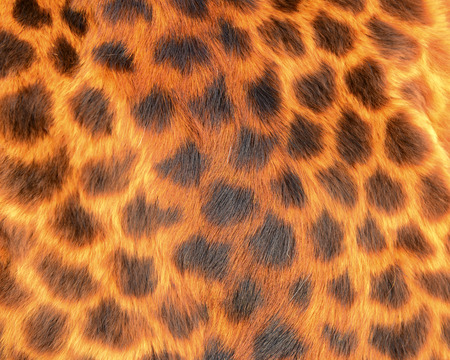 The leopard skin texture, close-up