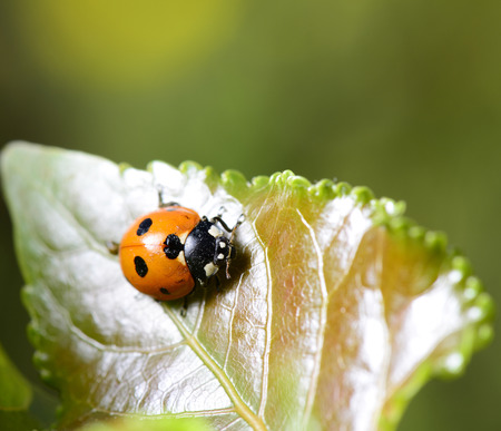 A ladybug on the green leaves on the close-up