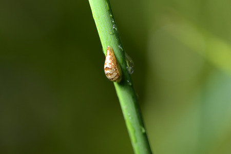A small insect stem lying on the grass