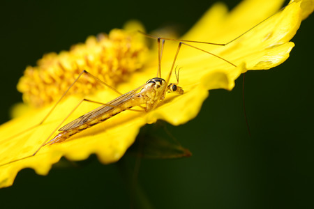 A spot of mosquitoes on yellow flowersの写真素材