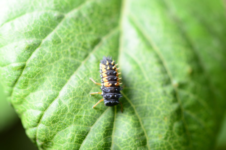 A black insects on green leaves