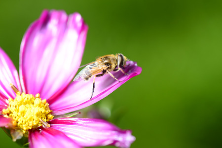 A bee on the pink flowers