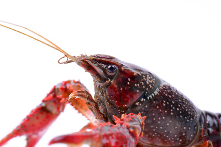 A lobster head featuresの写真素材