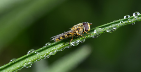 A food aphid fly alone on the grass shoots