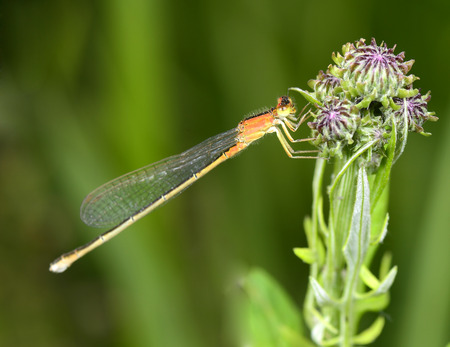 A dragonfly on the flowers