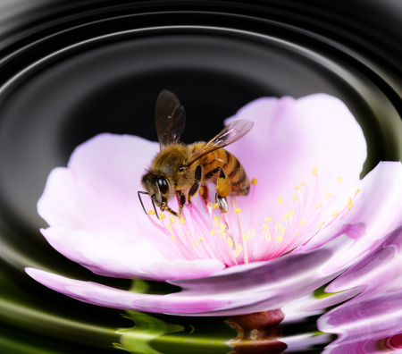 A bee honey on the pink flowers, close-up