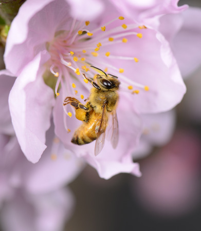A close-up of bees, on the pink flowersの写真素材