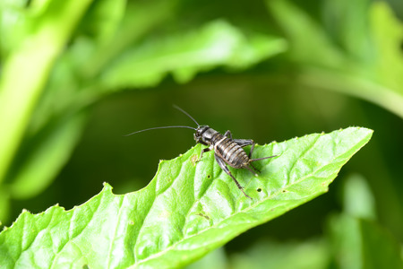 Stay on the green leaves, a black cricket close-upの写真素材