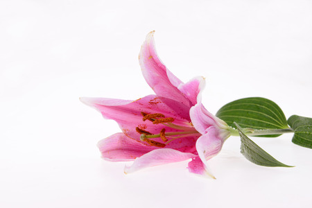 A pink flowers on a white backgroundの写真素材