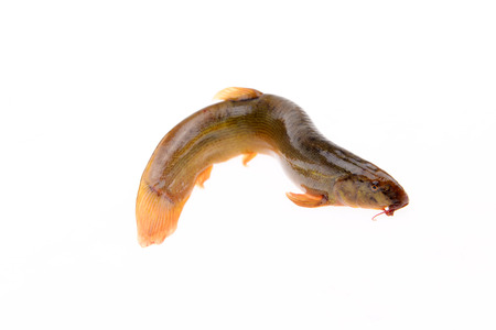 A loach isolated on a white backgroundの写真素材