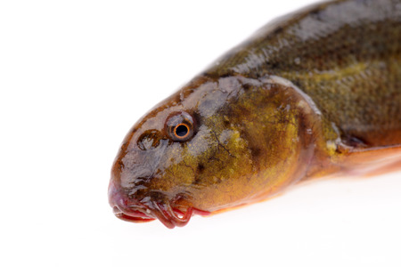 A head of loach close-up on a white backgroundの写真素材