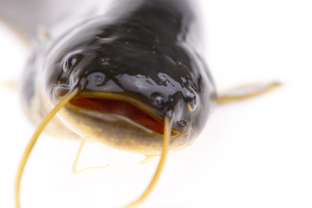 A fish head features, on a white backgroundの写真素材