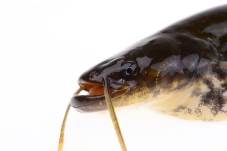 A fish head features, on a white backgroundの写真素材