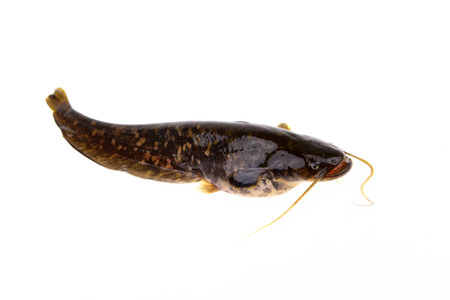A fish on a white backgroundの写真素材