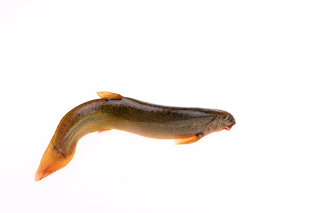 A loach on a white background