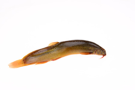 A loach on a white backgroundの写真素材