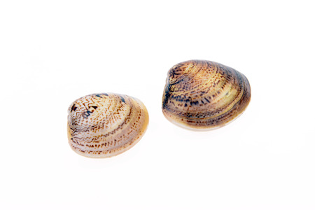Two fresh clams on a white backgroundの写真素材
