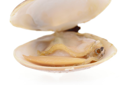 A boiled clam isolated on a white background
