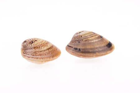 Two fresh clams on a white background