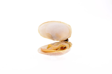 A boiled clam isolated on a white backgroundの写真素材