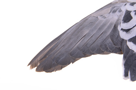 Flying pigeon wings on a white backgroundの写真素材