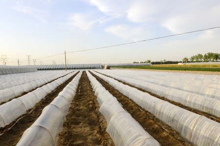 Plastic mulch cover crops in the fieldsのeditorial素材