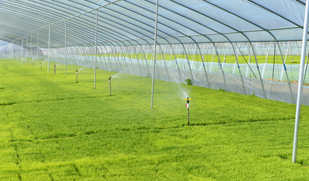 Cultivation of rice seedlings in greenhousesのeditorial素材