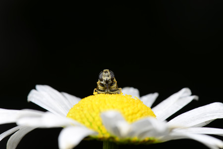 A bee on the white flowersの写真素材