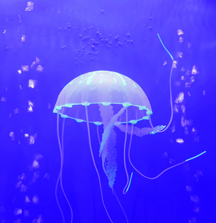 The jellyfishの写真素材