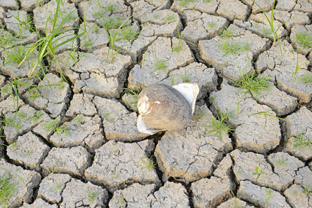 Dry land and plantの写真素材