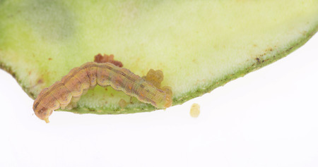 Pod bugs isolated on a white background