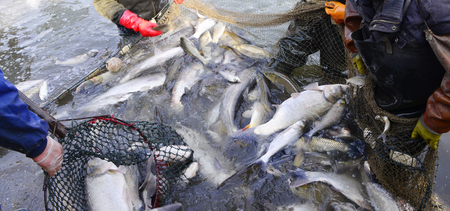 fishing with a fishing net