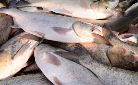 A lot of fresh fish together の写真素材