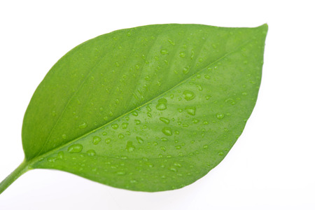 The leaf on a white background 