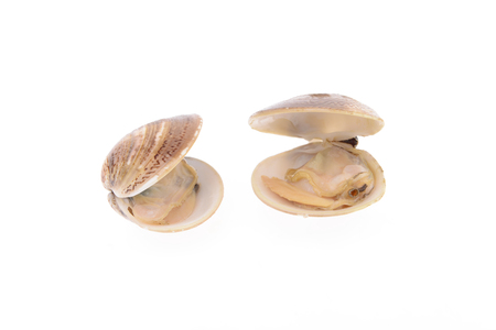 
Clam isolated on a white background の写真素材