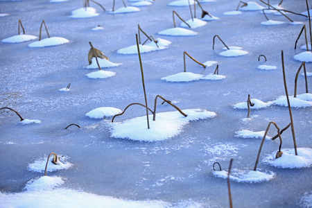 lotus pond on snowの写真素材